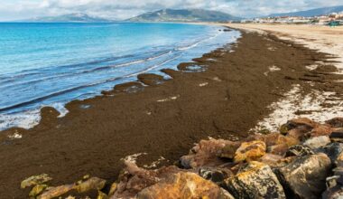 Mexico, EU Strengthen Sargassum Circular Economy Cooperation