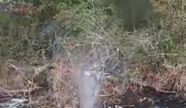 Ukrainian ground drone (UGV) equipped with a machine gun took out Russian soldiers and supressed enemy positions in the Kostyantynivka direction, Donetsk Oblast. "Alter Ego" unit of the 93rd Mechanized Brigade. Published 14.10.2025