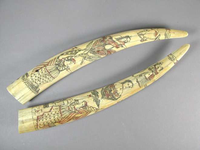 -- This undated photo provided by the Oakland Museum of California Thursday, Oct. 30, 2025, shows a pair of scrimshaw tusks by an unidentified artist at the Oakland Museum of California, in Oakland, Calif. (Leopold Macaya/Oakland Museum of California via AP)