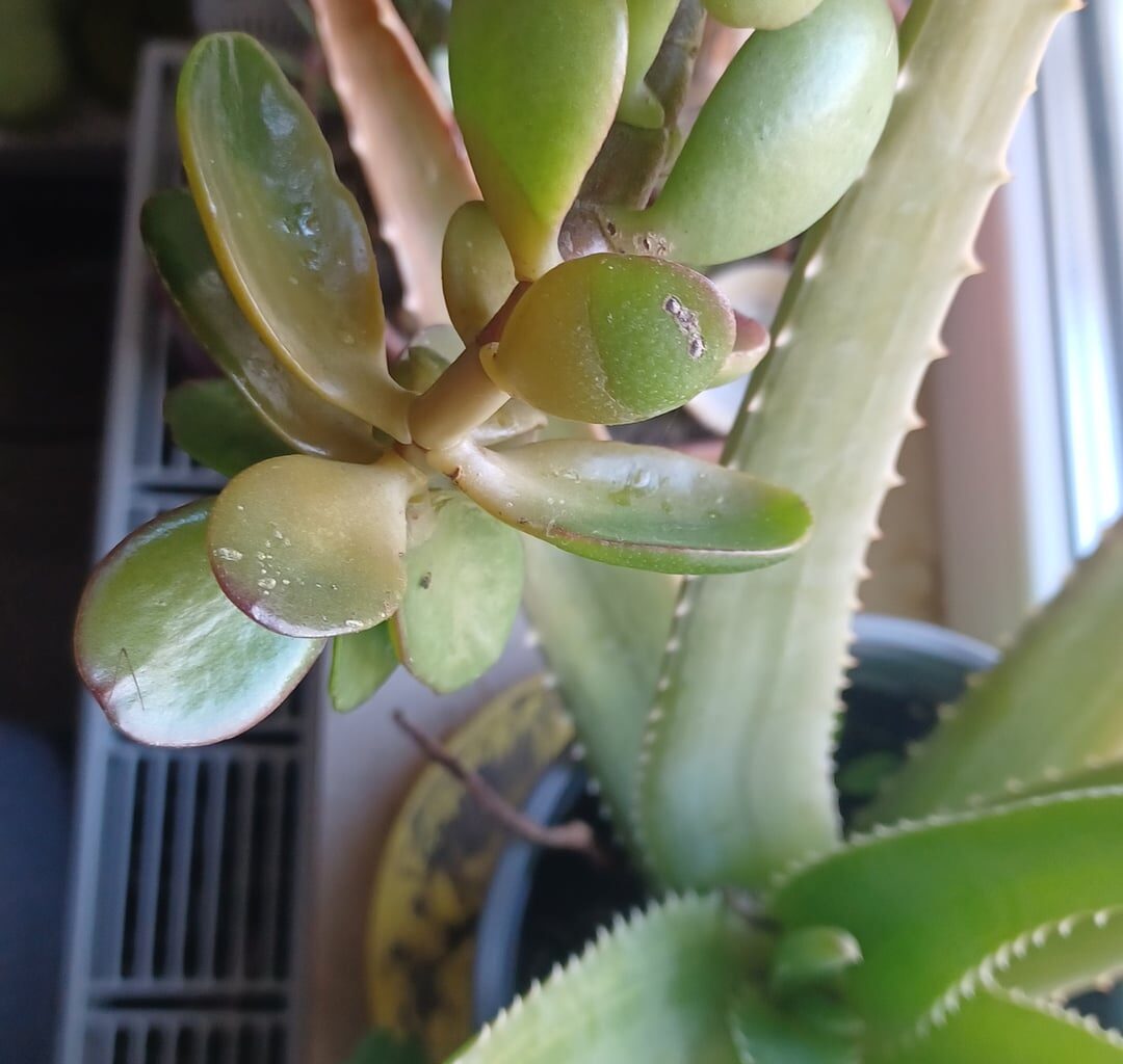 Geldbaum hat komische Stelle