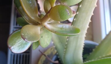 Geldbaum hat komische Stelle