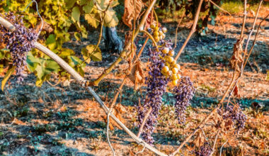 Továbbra is terjed a pusztító kór – az agrárminiszter üzent a szőlősgazdáknak
