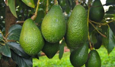 Morocco doubles avocado exports to Germany, sets new seasonal record • EastFruit