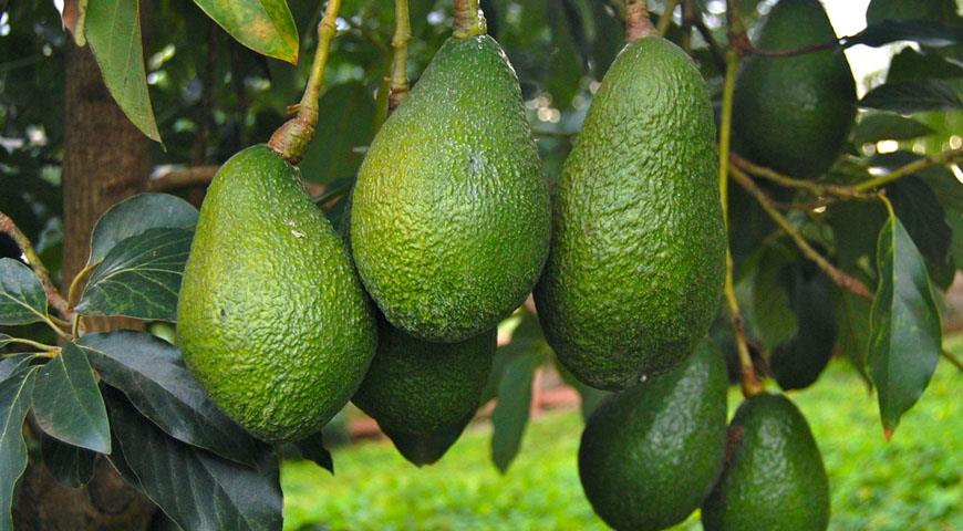 Morocco doubles avocado exports to Germany, sets new seasonal record • EastFruit