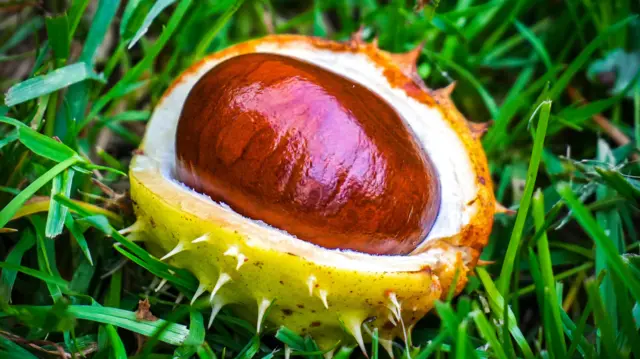 Conker in its spiky shell