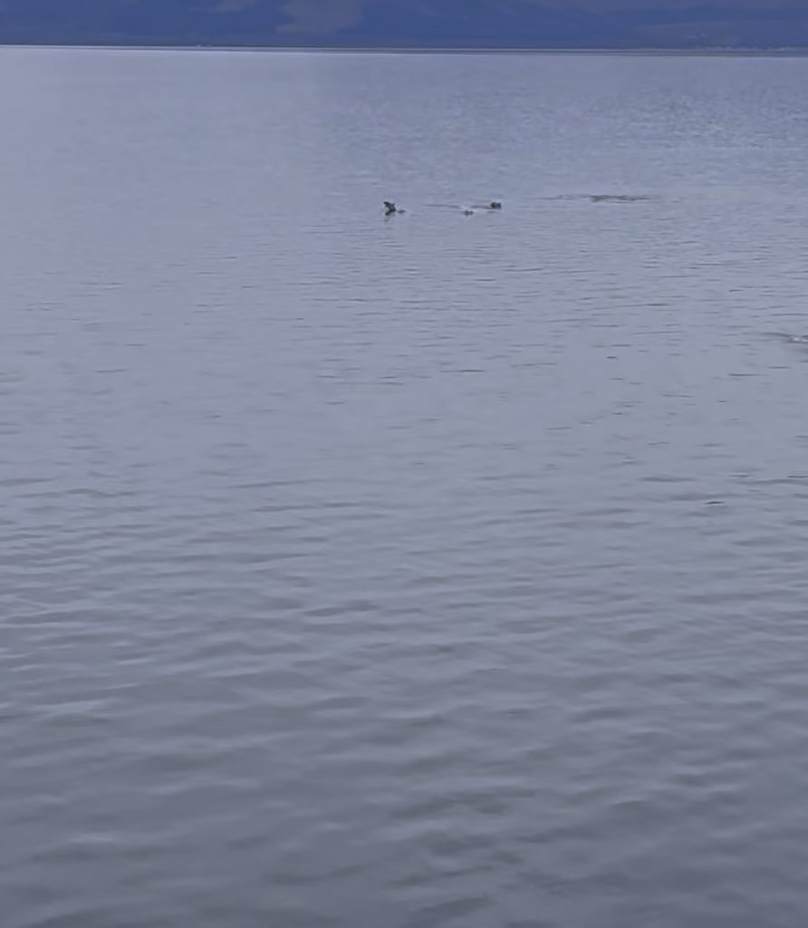 Super pod near Arran.