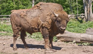 Elistvere loomapargis suri kauaaegne asukas, piisonipull Gamlet