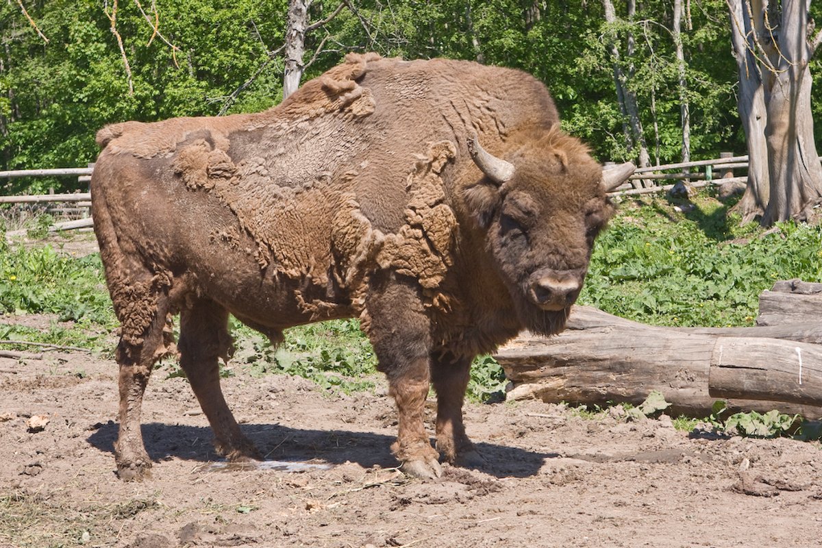 Elistvere loomapargis suri kauaaegne asukas, piisonipull Gamlet