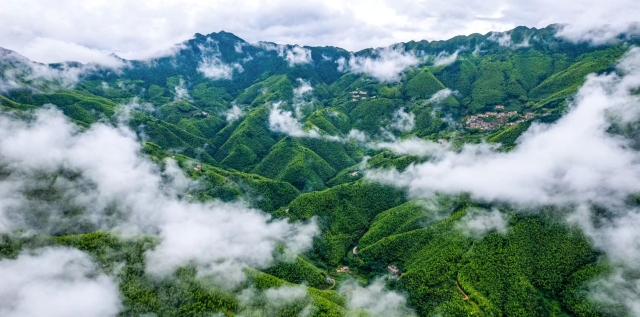Ma'an Bamboo Sea boasts rich ecological resources. Photo by Gao Gan