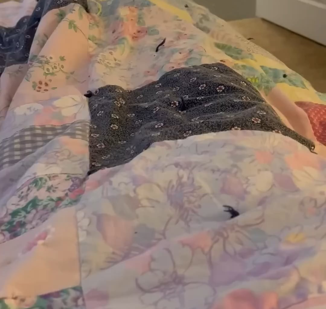 Le chat se rend au roupillon pour rencontrer Lecornu… avec le stylo marine - PdV