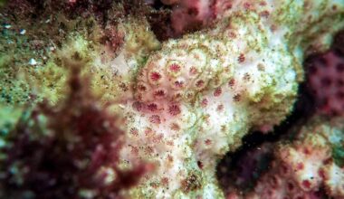 Le premier point de bascule de la planète aurait été atteint avec le « dépérissement généralisé » des coraux