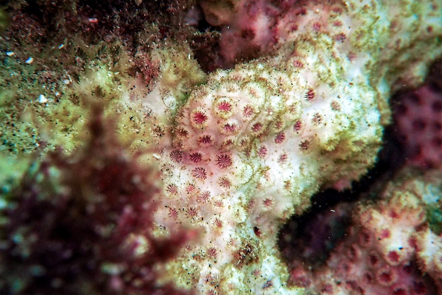 Le premier point de bascule de la planète aurait été atteint avec le « dépérissement généralisé » des coraux