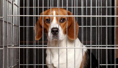 Stagnation persists in snail-paced government response to animals used in GB testing labs
