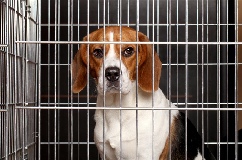Stagnation persists in snail-paced government response to animals used in GB testing labs