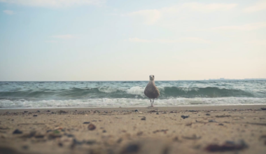 Lidt byfugleliv i Aarhus