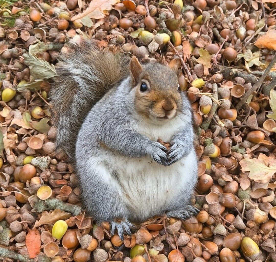 National Trust for Scotland | Grey squirrel, Geilston Garden, Cardross