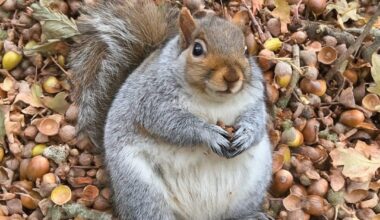 National Trust for Scotland | Grey squirrel, Geilston Garden, Cardross