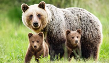 Hunters report bear sightings across Czechia, but experts question claims