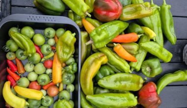 Letzte Ernte vor dem Frost