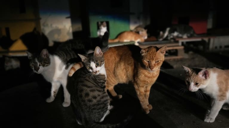 Cats are seen at a park in the Lakatamia area of Nicosia, Cyprus' capital.