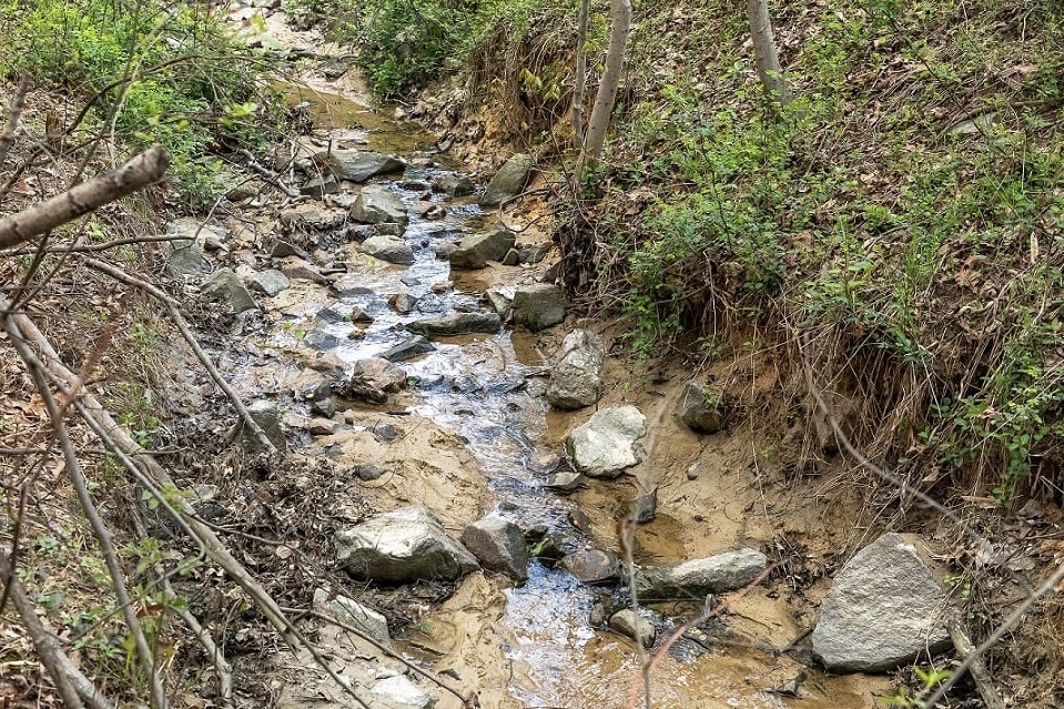 Chinn Park Stream Project: A Win for Nature and Neighbors