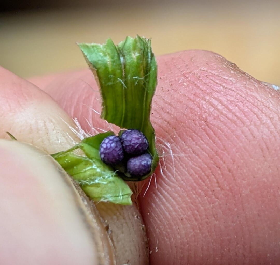 Welche Minze ist das?