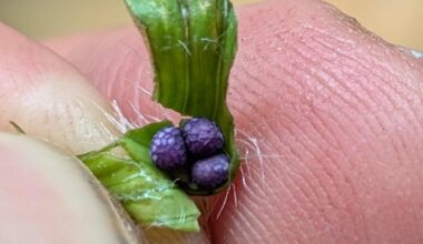 Welche Minze ist das?