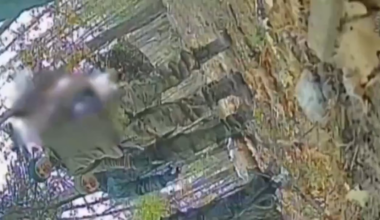 Remote detonation of Ukrainian FPV drone near a group of russian soldiers