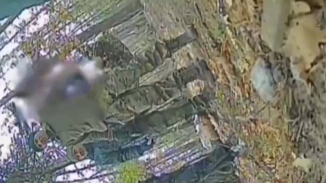 Remote detonation of Ukrainian FPV drone near a group of russian soldiers