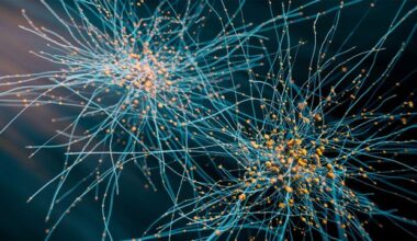 Brain Cell Mapping Revolutionized by Open-Source AI Tool