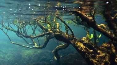 Debt-for-blue swaps: Africa’s debt meets climate innovation – Economy and ecology