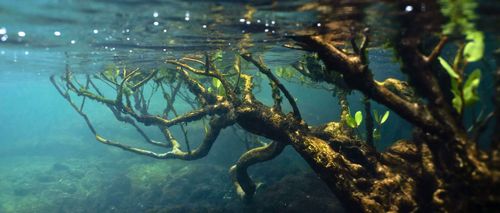 Debt-for-blue swaps: Africa’s debt meets climate innovation – Economy and ecology