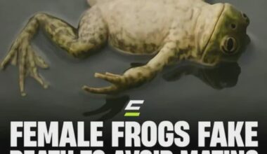 Average Pierre dating experience