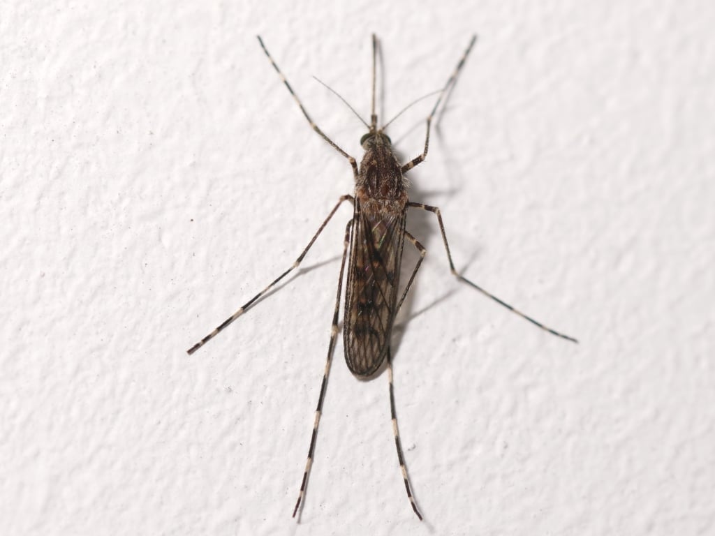 Culiseta annulata