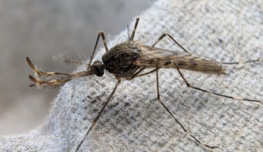Only Once Place On Earth Remains Mosquito Free As Iceland Records First Species Sighting For The Country