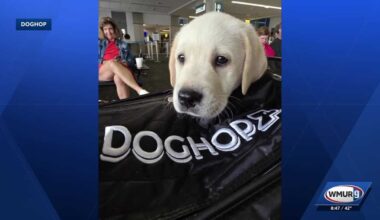 Transporting dogs & cats across U.S. & Canada