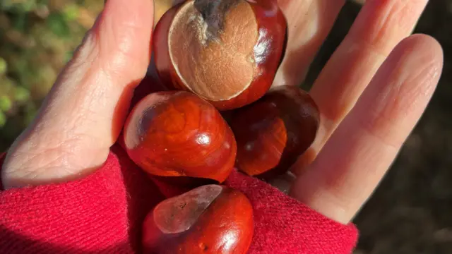COnkers in a red gloved hand