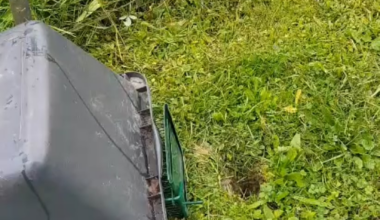 Rote Ratte im Garten gefangen