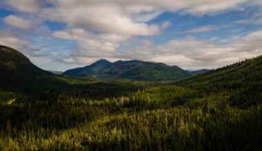 Outcry as Trump plots the plunder of US forests: "You can almost hear the chainsaws"