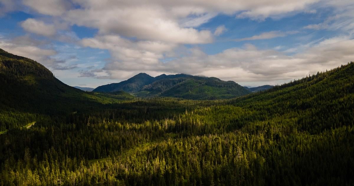 Outcry as Trump plots the plunder of US forests: "You can almost hear the chainsaws"
