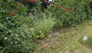 Was als Sichtschutz in 1,8m breite Lücke zwischen 2 große Flieder pflanzen?