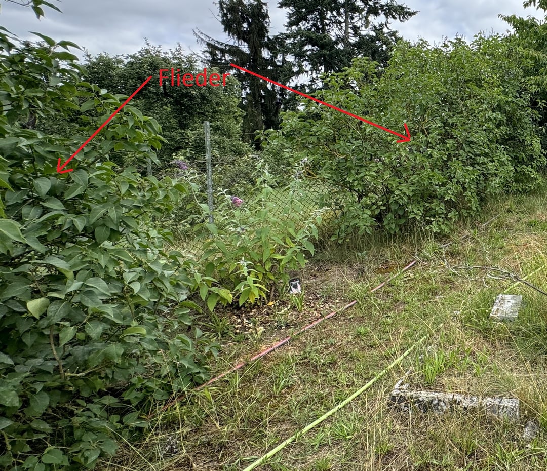 Was als Sichtschutz in 1,8m breite Lücke zwischen 2 große Flieder pflanzen?