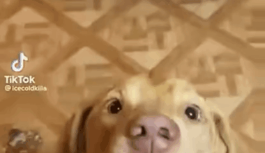 Marche aussi avec kinder Buenos ou breztels