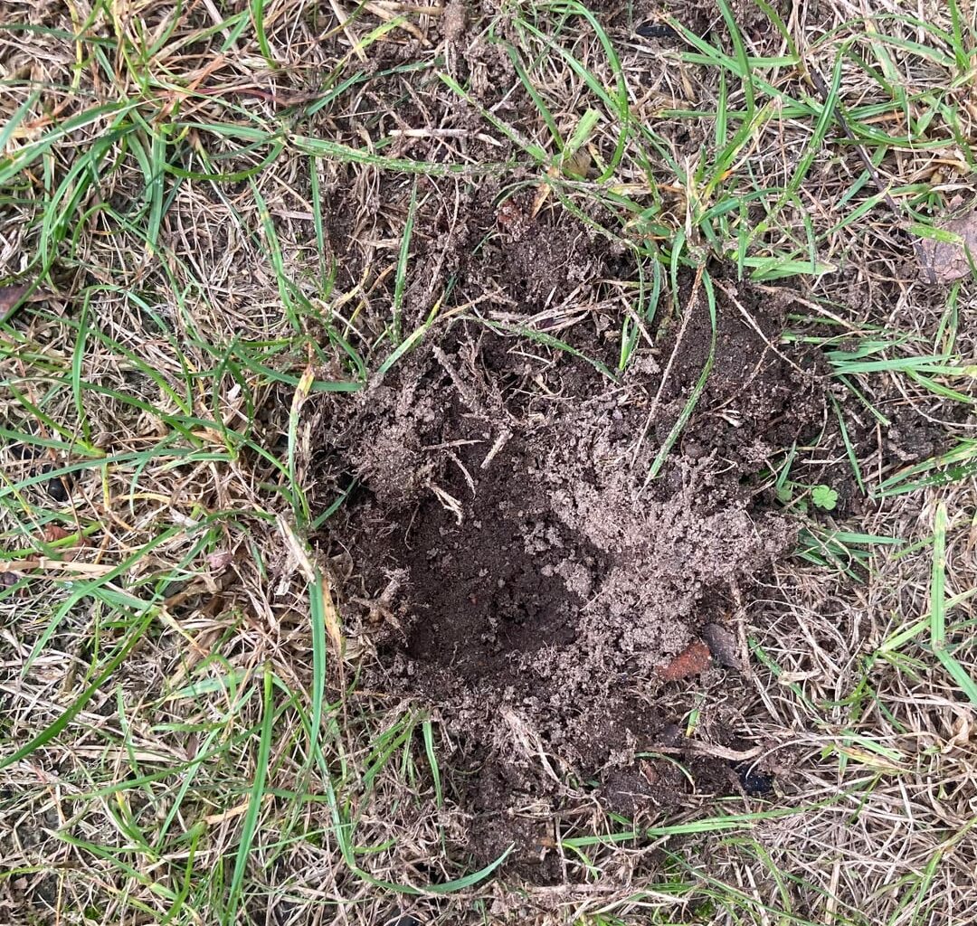 Löcher im Rasen