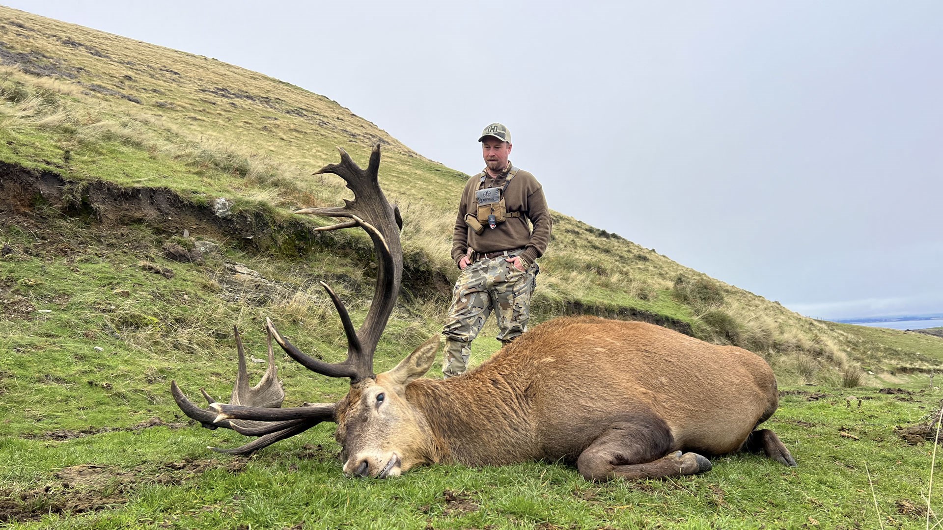 Draper with Stag