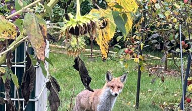 Fuchs vertreibt meine Frau aus Garten