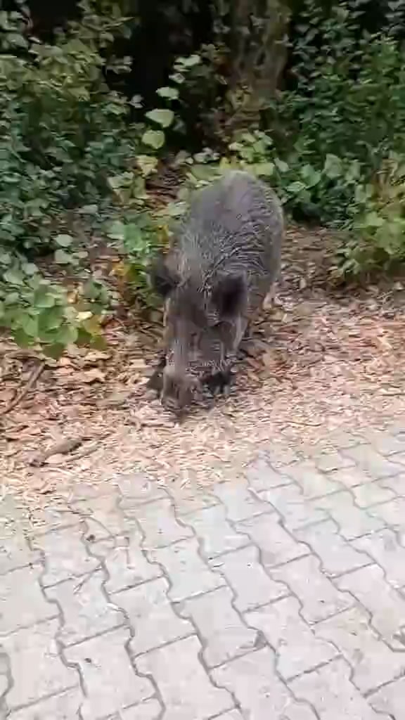 Пеевски