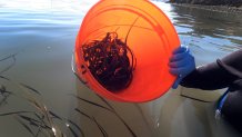Researcher Kathy Boyer holds up a bucket of eel grass.
