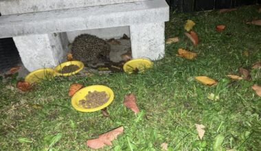 Husk at hjælpe vores små venner. ❤️ 🦔