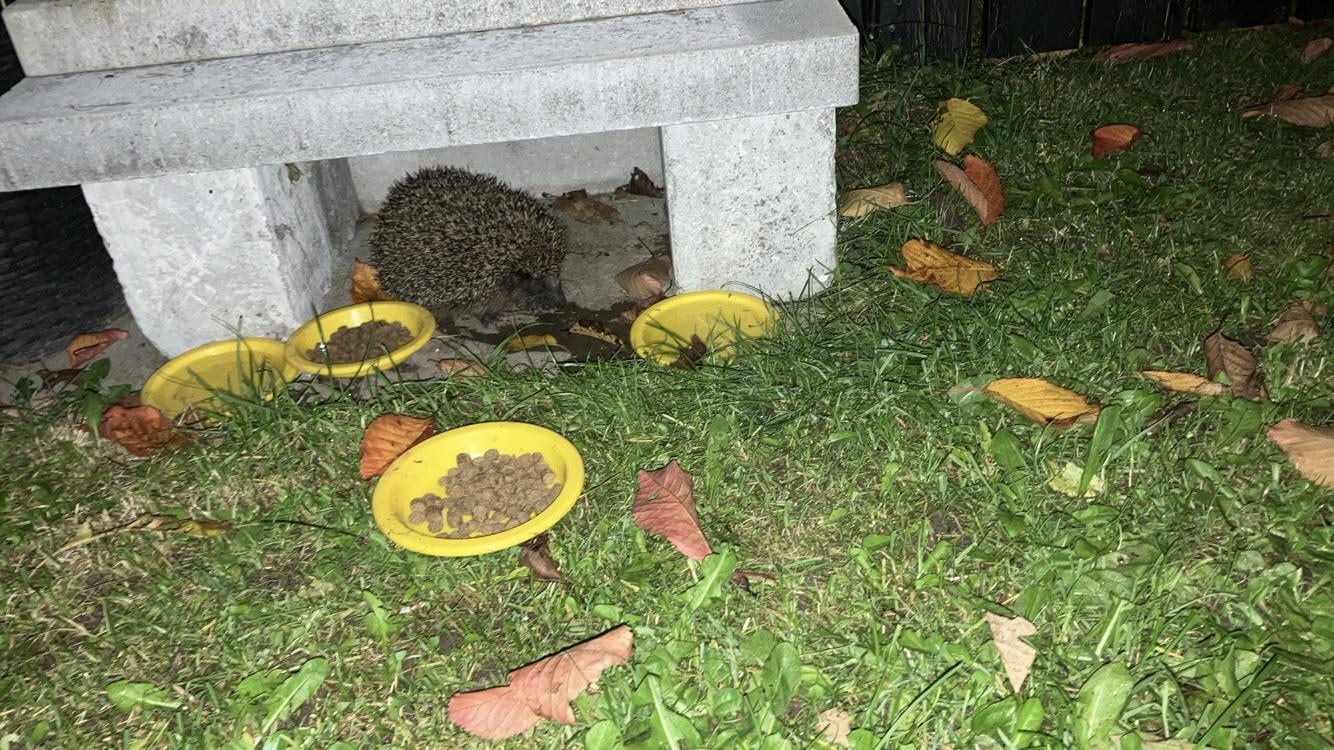 Husk at hjælpe vores små venner. ❤️ 🦔
